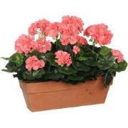Mica Decorations geranium zalm in balkonbak terra maat in cm: 39x13x40