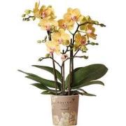 Kolibri Orchids | gele Phalaenopsis orchidee - Lima - potmaat Ø9cm | b...