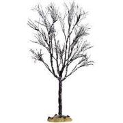 Butternut tree, large