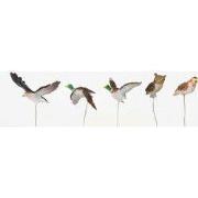 Assorted birds