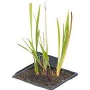 Drijvende vijvermand vierkant 20x20 cm