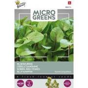 5 stuks - Microgreens Bloedzuring