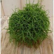 2 stuks! Rhipsalis cassutha