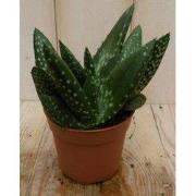 2 stuks! Kamerplant Jurassic Dino Aloe Paradisicum