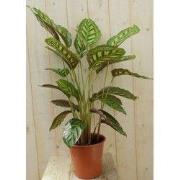 Calathea Makoyana Pauwenplant lichtgroen groot blad 60 cm