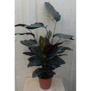Calathea Ornata Pauwenplant met roze strepen 60 cm