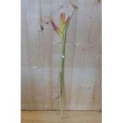 Decoratietak Paradijsvogel Strelitzia bloem