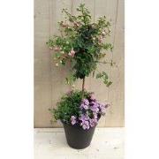 Plastic plantenbak antraciet Fuchsia roze met zomerbloeiers roze h80 c...