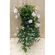 Rieten plantenbak Dipladenia Mandevilla Sundaville wit met zomerbloeie...