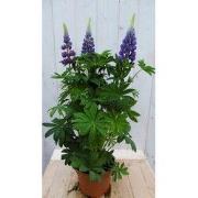 Lupinus blauw 50 cm