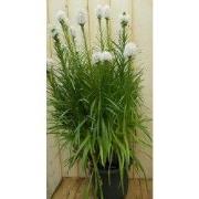 Kattenstaar Liatris roze