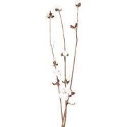 Clayre & Eef Droogbloemen Wit Bruin Droogbloemen
