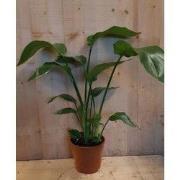 Paradijsvogelbloem Strelitzia Nicolai potmaat 17 cm H50-70 cm (kan in ...