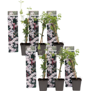 Jasmijn - Set van 6 - Jasminum 'Officinale'  - Hoogte 25-40cm - ?9cm