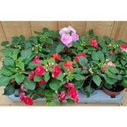 Vlijtig liesje dubbelbloemig Impatiens 10 potjes per tray kleur mix