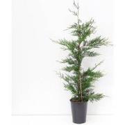 Cupressocyparis leylandii 80-125 cm