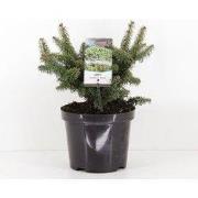 Abies balsemea nana 40 cm
