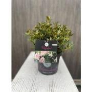 Blomux Magenta I