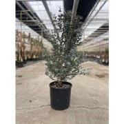 Eucalyptus gunnii Azura 10 liter pot