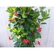 Dipladenia Mandevilla Sundaville Rood 140 cm