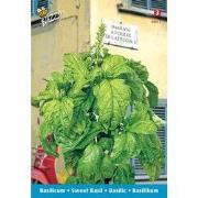 3 stuks - Basilico a foglia di lattuga