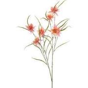 Aquilegia spray peach 84 cm Emerald