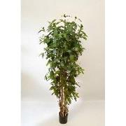 Dracaena surculosa 180 cm kunstplant Oosterik Home