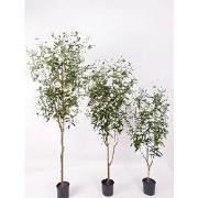 Olijfboom 180 cm kunstplant Oosterik Home