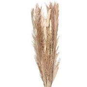 Clayre & Eef Droogbloemen 100 cm Beige Droogbloemen