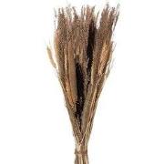 Clayre & Eef Droogbloemen 60 cm Beige Droogbloemen