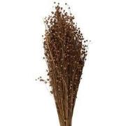 Clayre & Eef Droogbloemen 60 cm Beige Droogbloemen