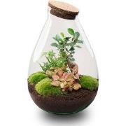 URBANJNGL - Drop XL Rood - Planten Terrarium met kurk - DIY kit - Ecos...