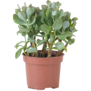 Jadeplant - Crassula arborescens 'Curly' - Hoogte 15-25 cm - Pot 12 c