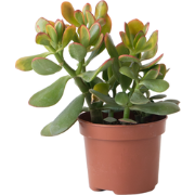 Geldboom - Crassula ovata 'Sunset' - Hoogte 15-20cm - ?12cm
