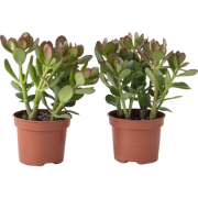 Geldboom - Set van 2 - Crassula ovata - Hoogte 15-25 cm - ø 12 cm