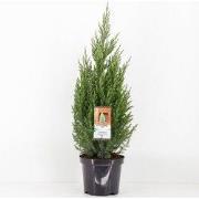 Juniperus chinensis stricta 65 cm