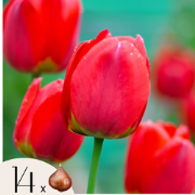 Tulpenbollen - Set van 14 - Tulipa 'Red Impression' - Bloembollen - Ro...