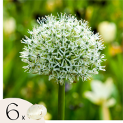 Alliumbollen - Set van 6 - Allium 'Mount Everest' - Bloembollen - Wit