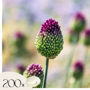 Alliumbollen - Set van 200 - Allium 'Sphaerocephalon' - Bloembollen - ...