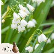 Zomerklokje - Set van 40 - Leucojum aestivum - Bloembollen - Wit