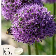 Alliumbollen - Set van 16 - Allium 'Gladiator' - Bloembollen - Paars