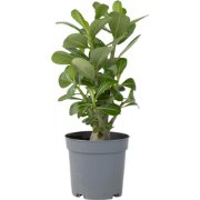 Woestijnroos - Adenium obesum - Hoogte 25-40cm - Pot 10,5cm
