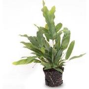 URBANJNGL - Phlebodium Blue Star – Potmaat 6 - Baby Plant - Terrarium ...