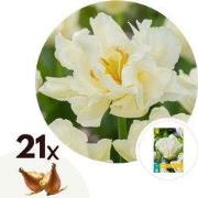 Tulpenbollen - Set van 21 - Tulipa 'Northcap' - Bloembollen - Geel