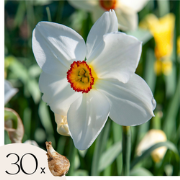 Narcissen - Set van 30 - Narcissus 'Recurvus' - Bloembollen - Wit