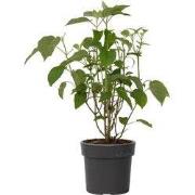 Hortensia - Hydrangea 'Strong Annabelle' - Hoogte 30-40cm - ?19cm