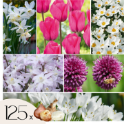Mix bloembollen - Set van 125 - Allium, Narcissus, Muscari, Tulipa - P...
