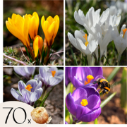 Krokusbollen - Set van 70 - Bonte voorjaarsbloeiers voor in de tuin