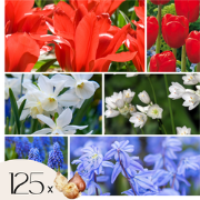 Hollandse bloembollen - Set van 125 - Tulipa Narcissus Scilla Allium M...