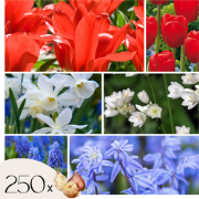Hollandse bloembollen - Set van 250 - Tulipa Narcissus Scilla Allium M...